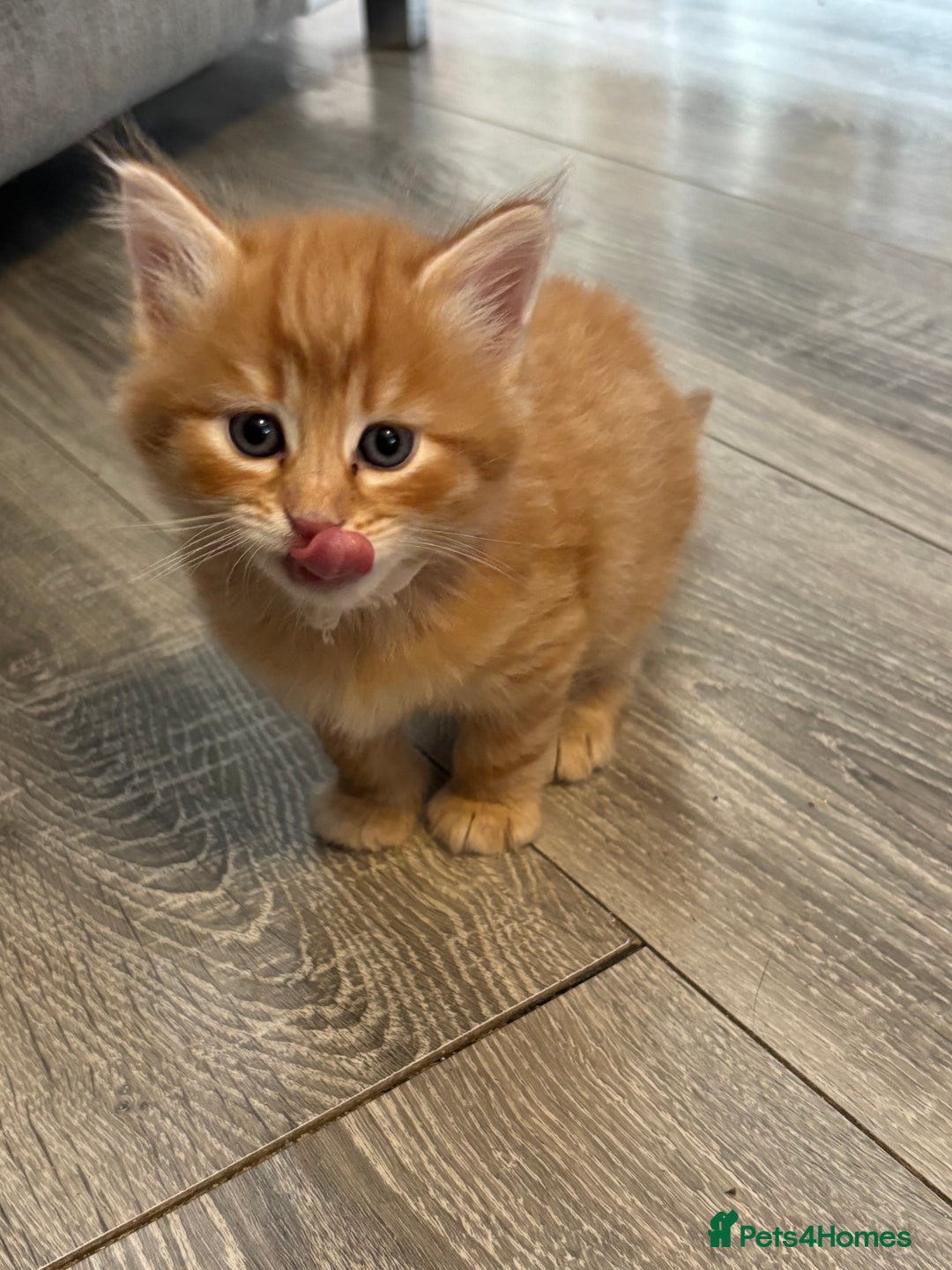 Mixed Breed cats for sale: 🐱 Handsome little boy kittens 💙 - Image 9