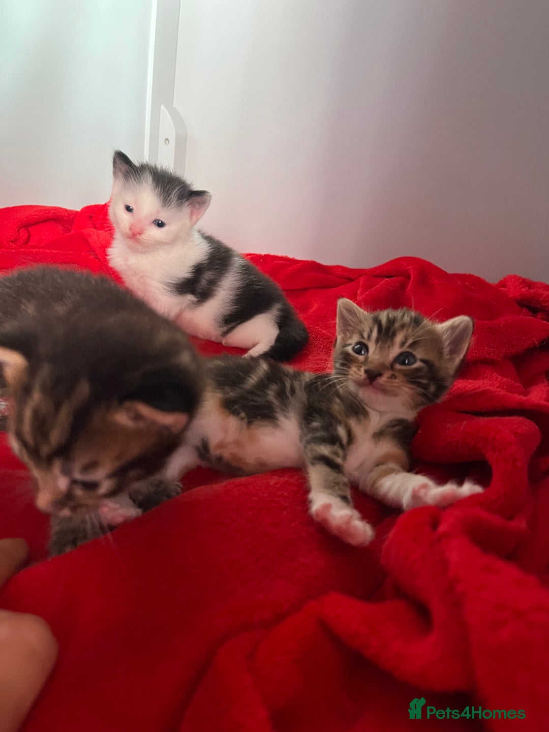 Domestic Shorthair cats for sale: Beautiful Kittens  in Godalming - Image 18