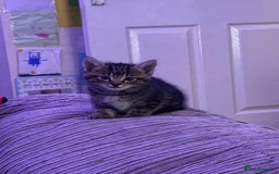 Mixed Breed cats for sale: Kittens - Image 15