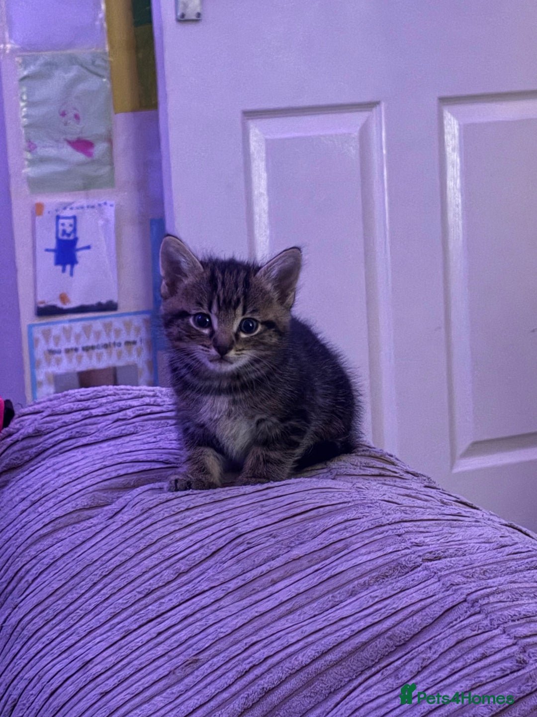 Mixed Breed cats for sale: Kittens - Image 15