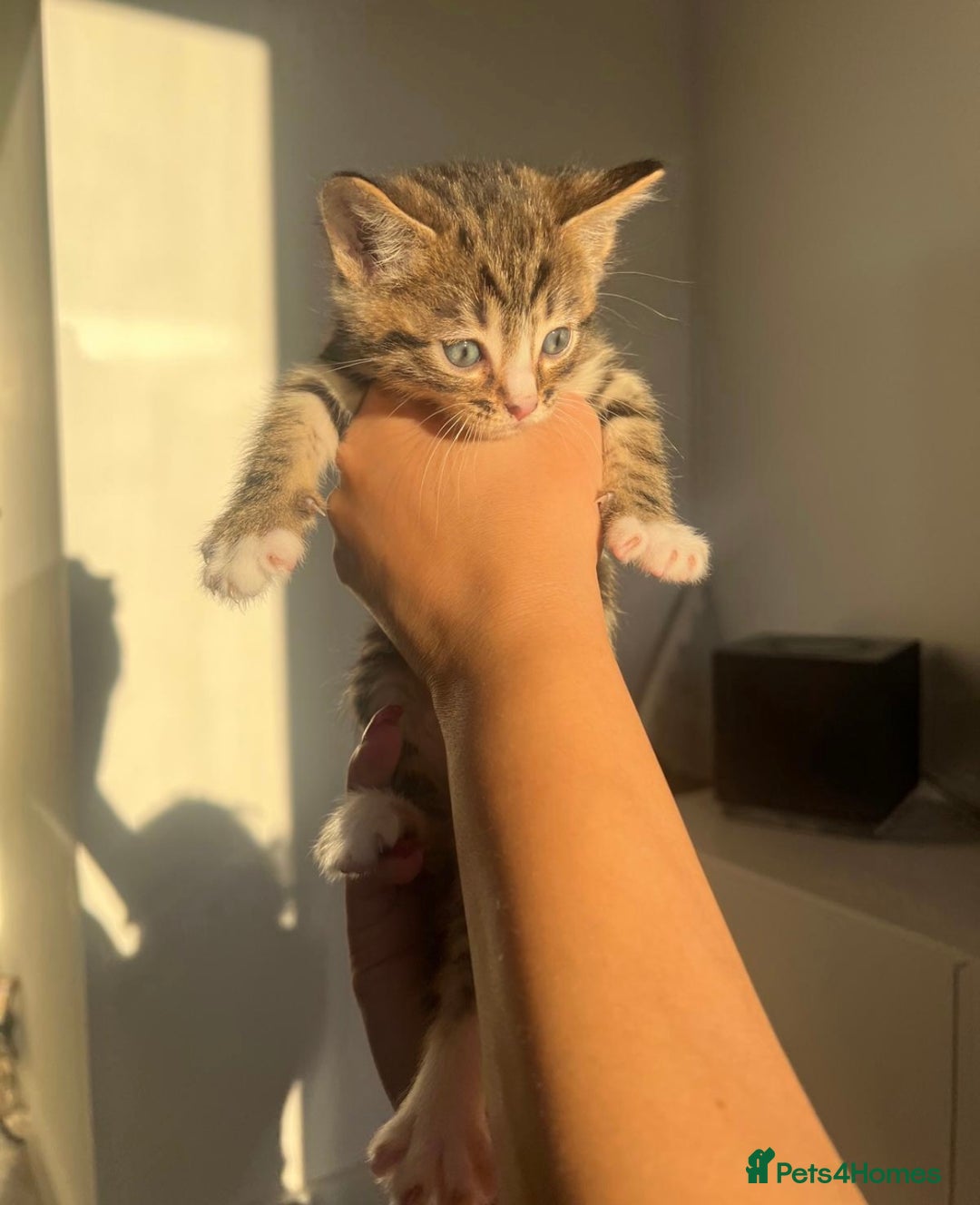 Bengal cats for sale: Beautiful Half Bengal Kittens - Advert 5