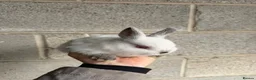 Netherland Dwarf rabbits for sale: Tiny Netherlands Dwarfs Ready Now  - Advert 4