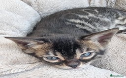 Bengal cats for sale: TICA Registered Bengal Kittens–Ready Nov 2025 🐾 - Image 34