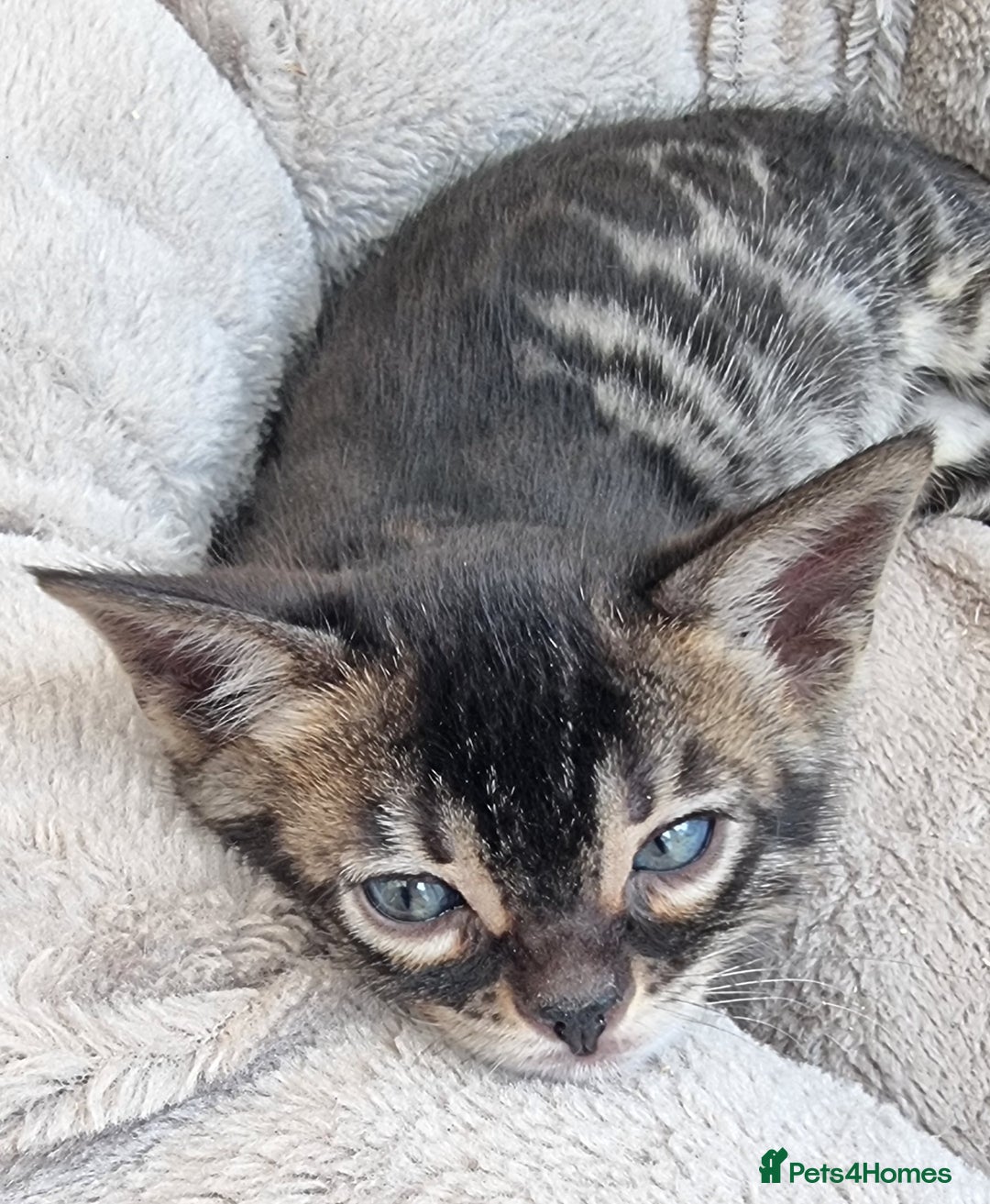 Bengal cats for sale: TICA Registered Bengal Kittens–Ready Nov 2025 🐾 - Image 34