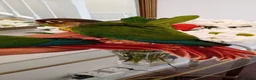 Conures birds for sale: Yellow sided green cheek conures for sale. - Advert 5