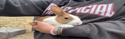 Dutch rabbits for sale: Dutch baby bunnies 10 weeks  - Advert 4
