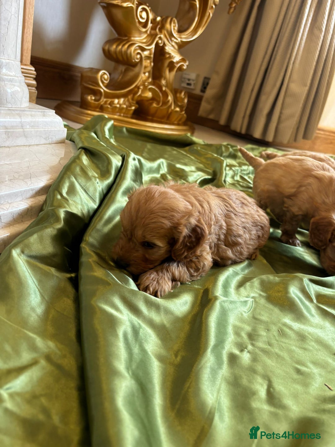 Cockapoo dogs for sale: F1 DNA Health Tested Cockapoos  - Image 7