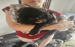 Great Dane dogs for sale: Great dane puppies  - Image 33