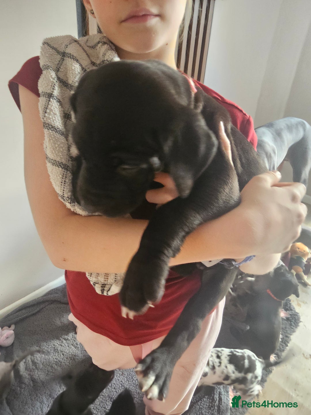 Great Dane dogs for sale: Great dane puppies  - Image 33