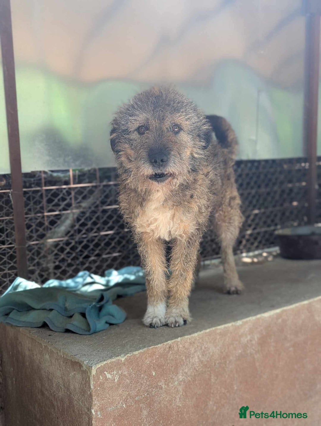 Mixed Breed dogs for adoption: 10 year old Fionn needs a retirement home  - Advert 10