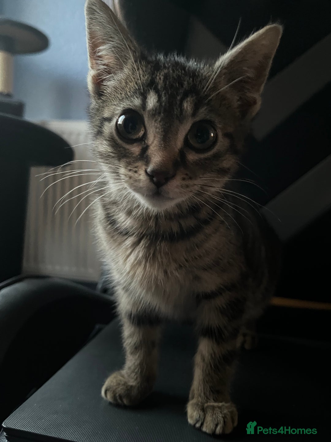 American Shorthair cats for sale: Adorable male tabby kitten for sale - Advert 2