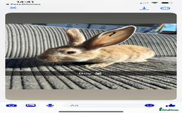 Continental Giant rabbits for sale: Continental giant  - Image 1