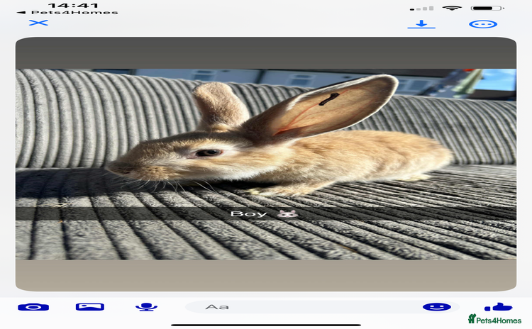 Continental Giant rabbits - Advert 2