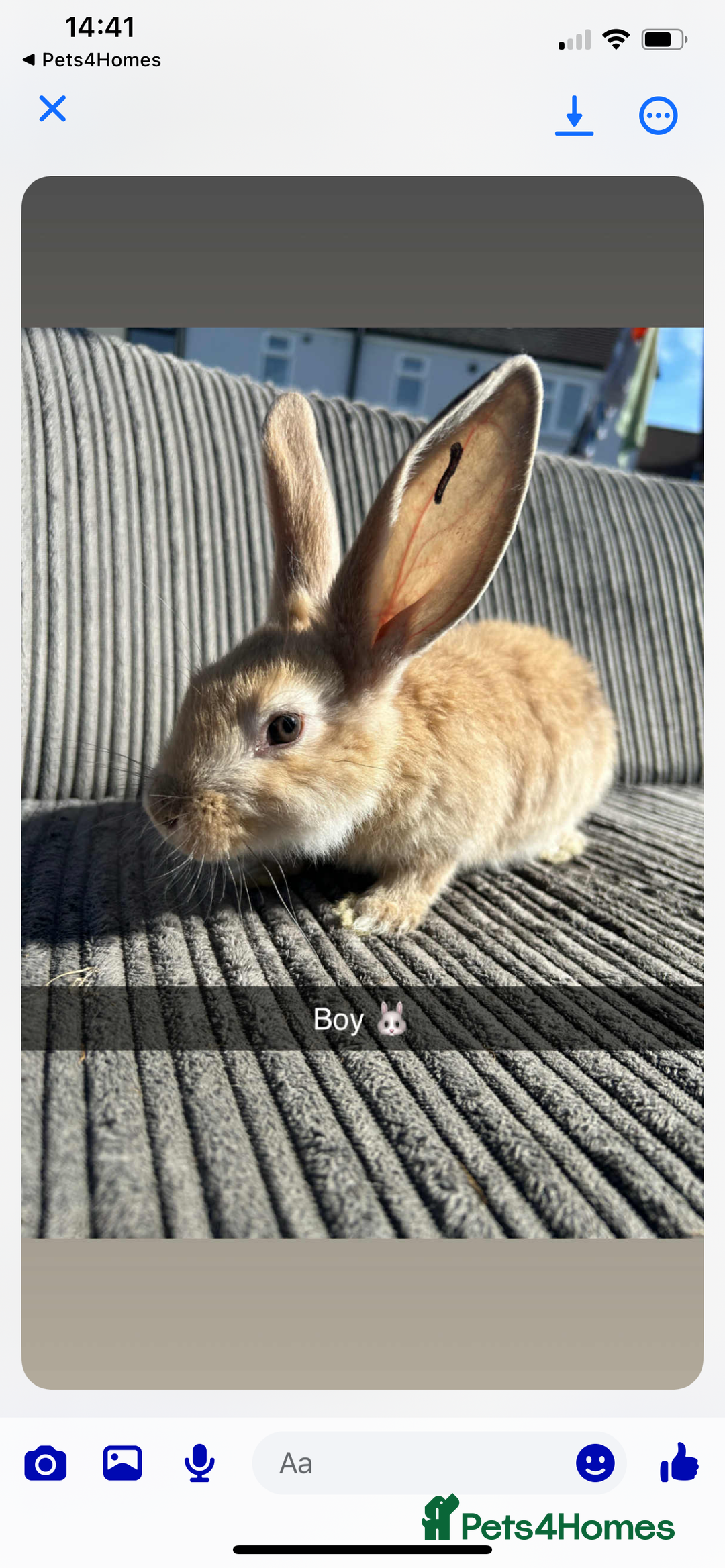Continental Giant rabbits for sale: Continental giant  - Image 1