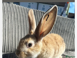 Continental Giant rabbits - Advert 14