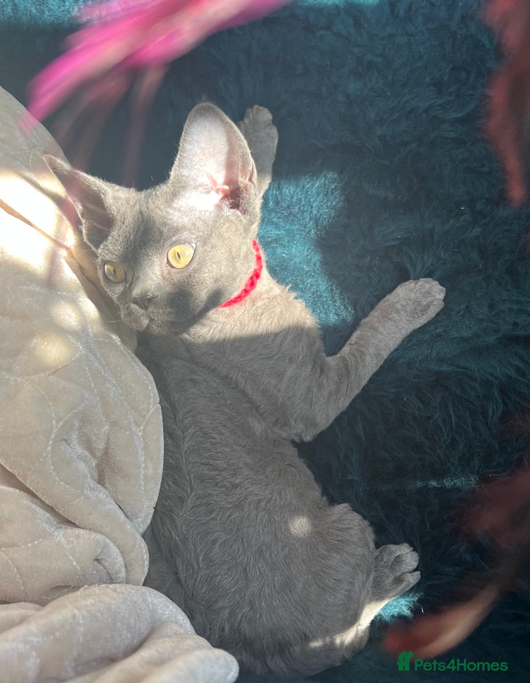 Devon Rex cats for sale: Devon Rex kittens  - Advert 8