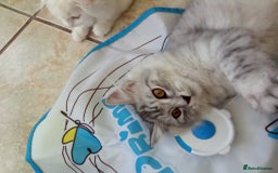 Scottish Fold cats for sale: I am a loving little boy! - Image 3