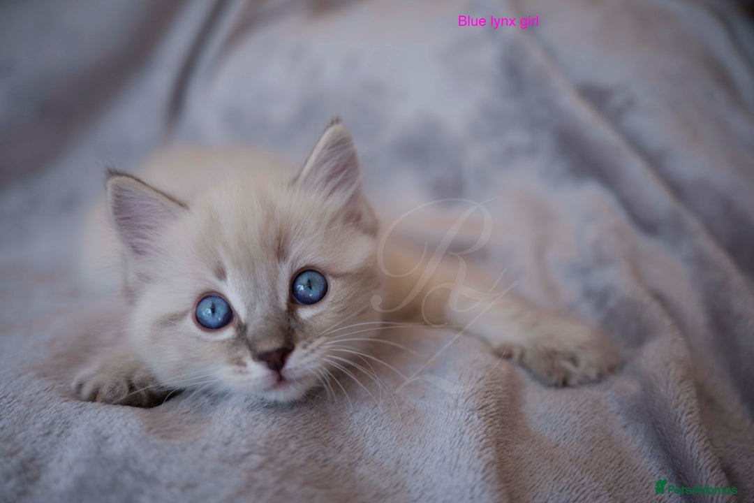 Ragdoll cats for sale: Stunning GCCF Registered Heart Melting Affection - Image 18