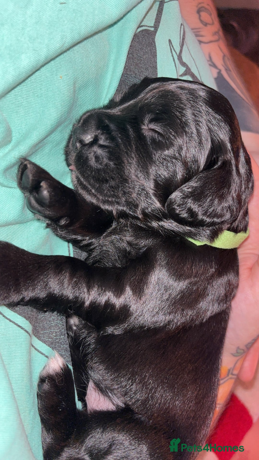 Cockerdor dogs for sale: Cockerdor puppies - Advert 3