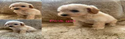 Poochon dogs for sale: F1 poochons puppy’s READY NOW - Advert 5