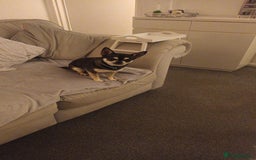 Chihuahua dogs for sale: My Nan’s lovely Boy Chihuahua For sale  - Image 1