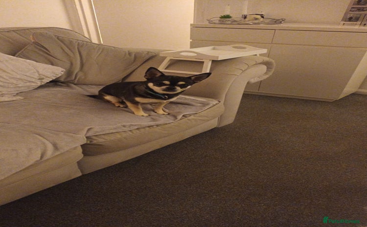 Chihuahua dogs - Advert 5