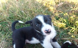 Border Collie dogs for sale: Working Border Collies Puppies - Image 4