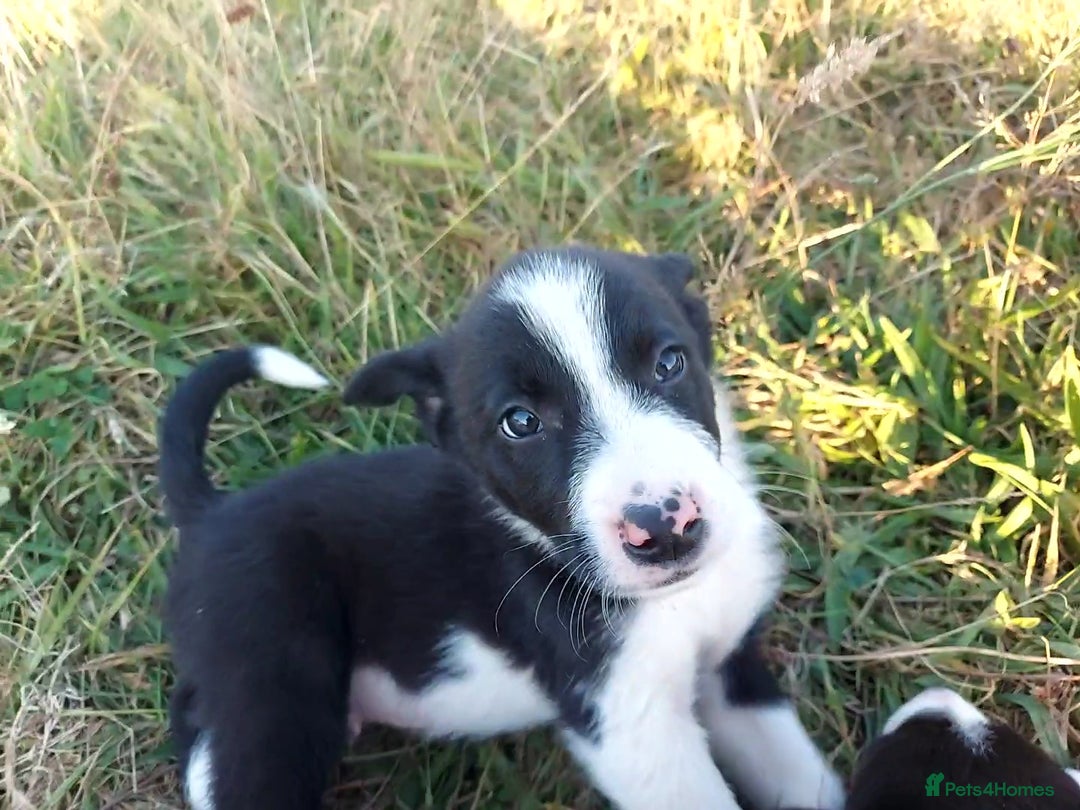 Border Collie dogs for sale: Working Border Collies Puppies - Image 4