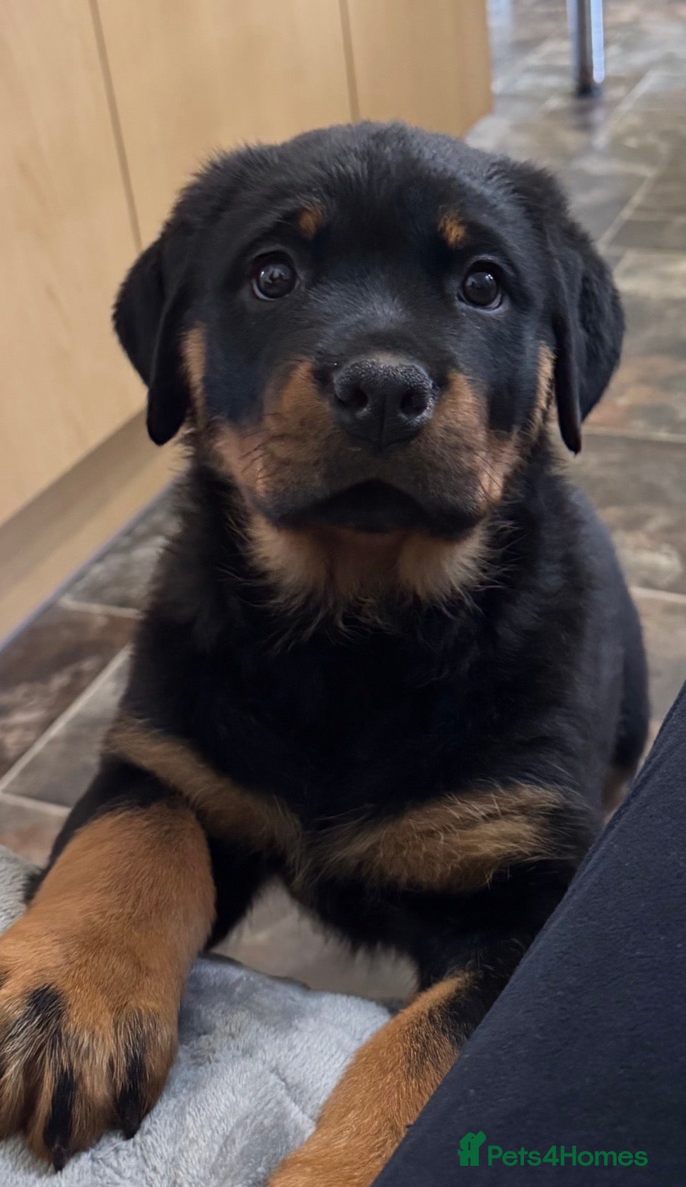 Rottweiler dogs Gorgeous KC reg Rottweiler puppies *1 girl left* - Advert 1