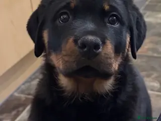 Rottweiler dogs Gorgeous KC reg Rottweiler puppies *1 girl left* - Advert 1