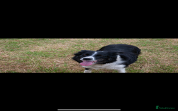 Bordoodle dogs for sale: GOLD STANDARD HIGH HEALTH COLLIPOO PUPPIES 🌟 - Image 18