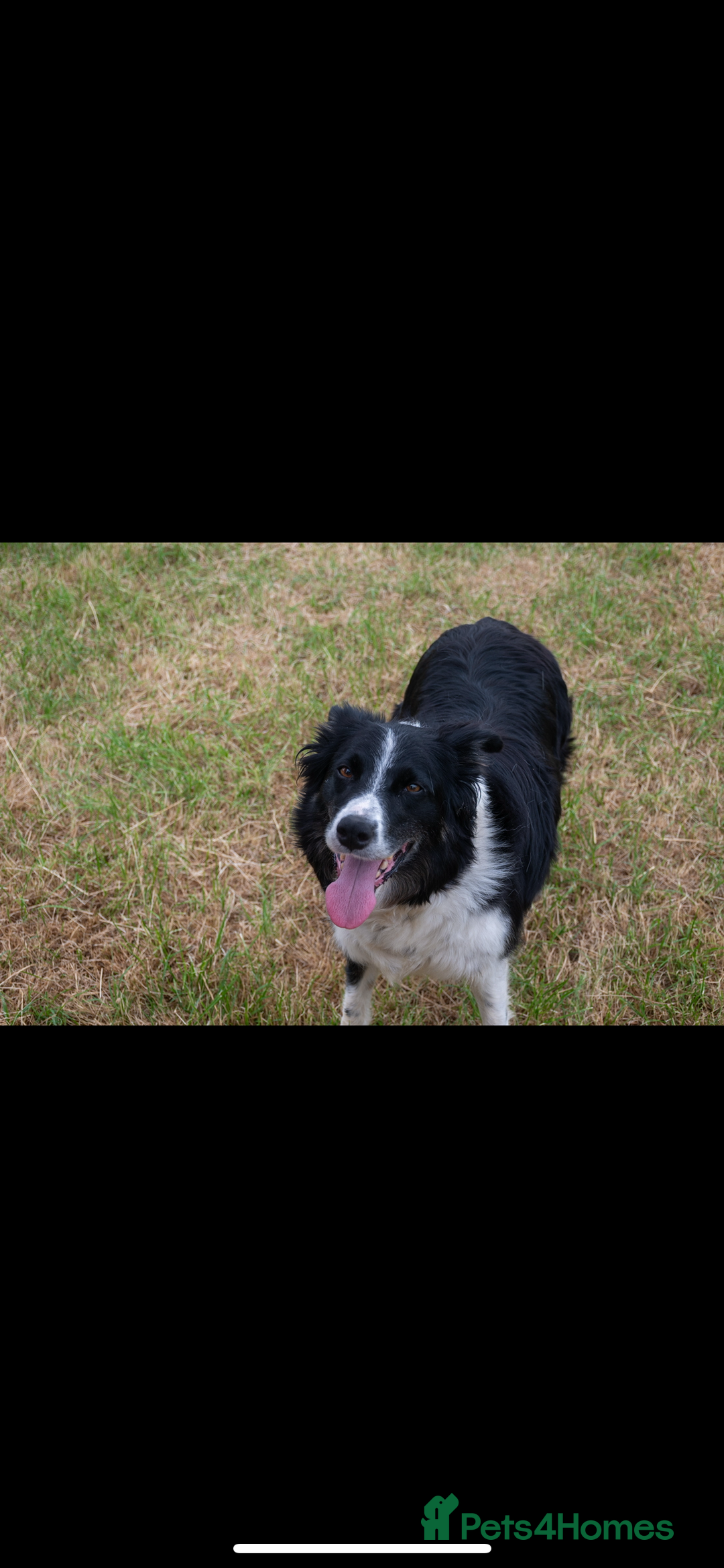 Bordoodle dogs for sale: GOLD STANDARD HIGH HEALTH COLLIPOO PUPPIES 🌟 - Image 18