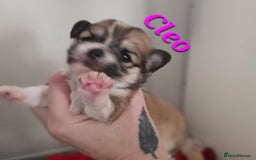 Mixed Breed dogs for sale: F1 Malchi puppys from health tested parents  - Image 7