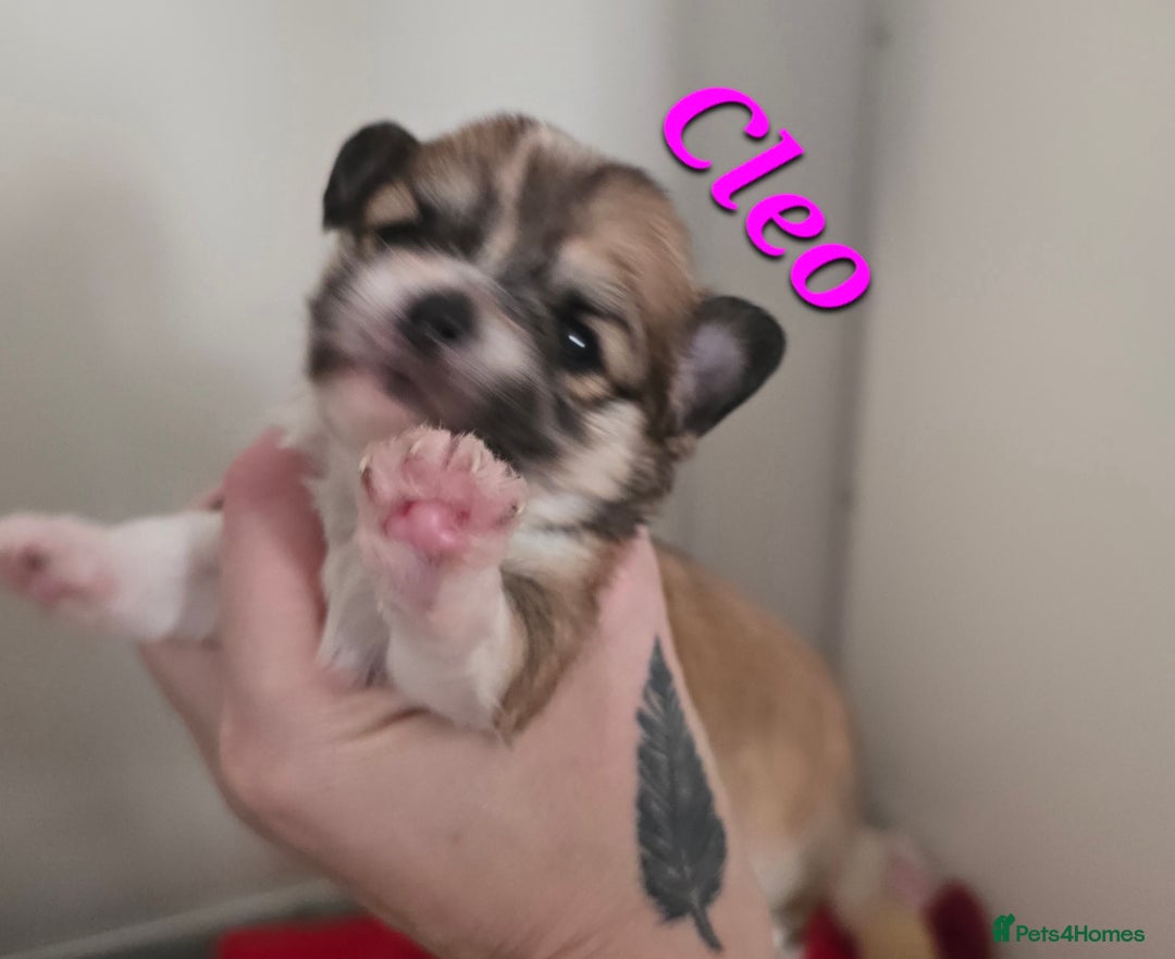 Mixed Breed dogs for sale: F1 Malchi puppys from health tested parents  - Image 7