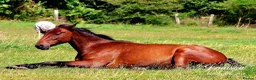 American Standardbred horses for sale: 15.2hh | 6 years old | Gelding  in Dunfermline - Advert 2