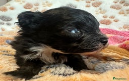 Maltipoo dogs for sale: F1 Toy Maltipoos - Image 27