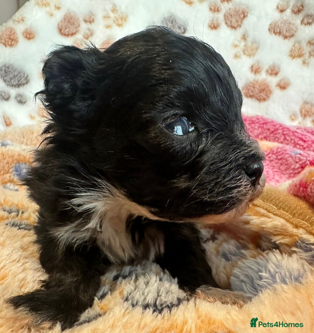 Maltipoo dogs for sale: F1 Toy Maltipoos - Image 27