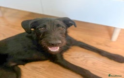 Mixed Breed dogs for adoption: DOLLY - Really Wants a Canine Buddy! - Image 6