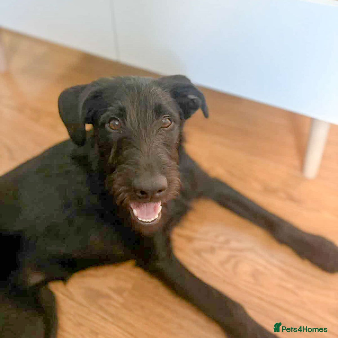 Mixed Breed dogs for adoption: DOLLY - Really Wants a Canine Buddy! - Image 6