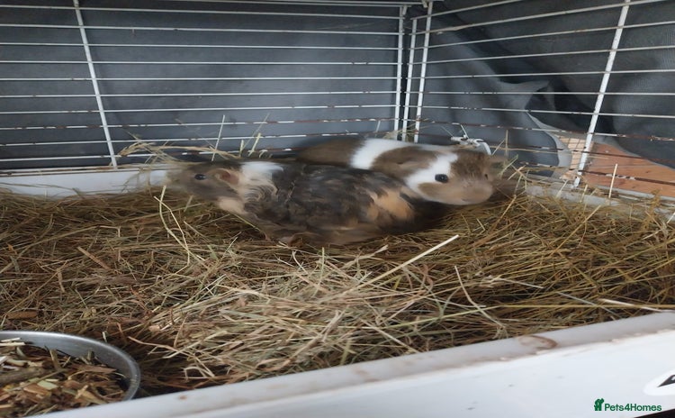 Guinea Pig rodents - Advert 1