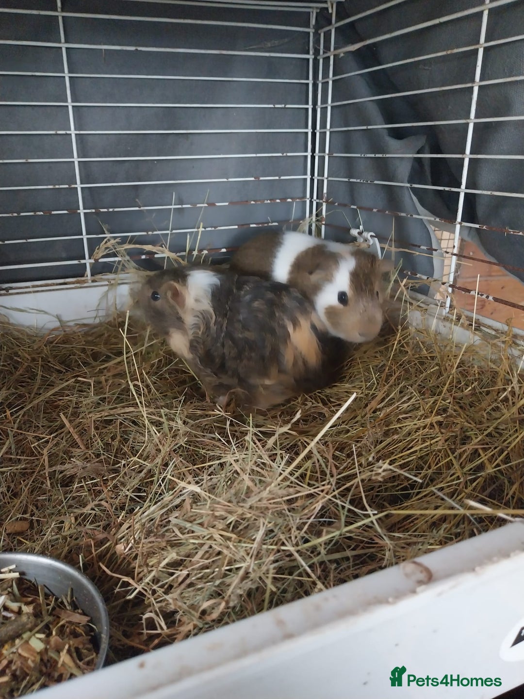 Guinea Pig rodents for sale: Gainea pigs for sale - Image 1