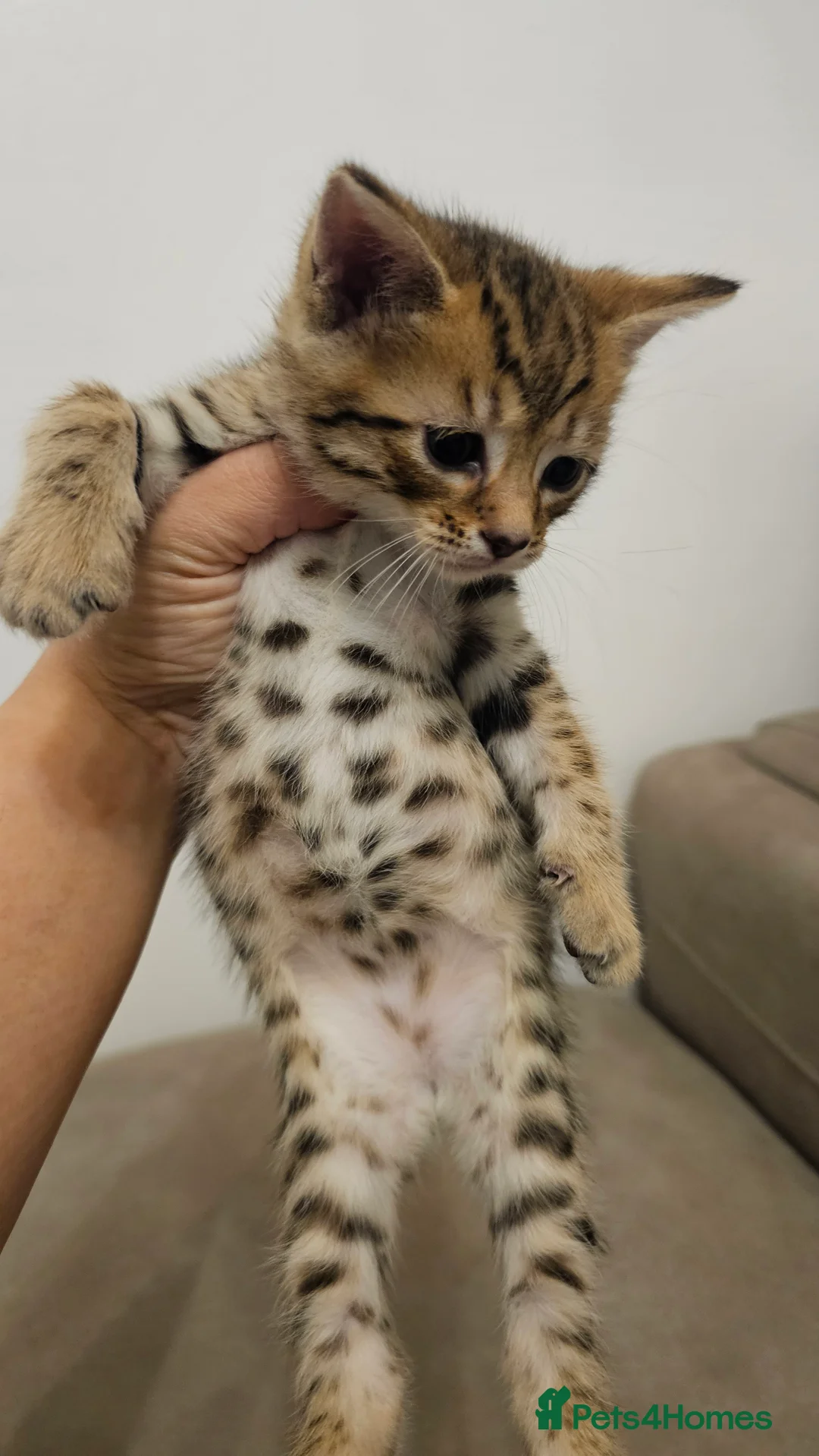 Bengal cats for sale: Bengal kittens - Advert 6