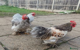 Hens poultry for sale: Chickens for sale - Image 15