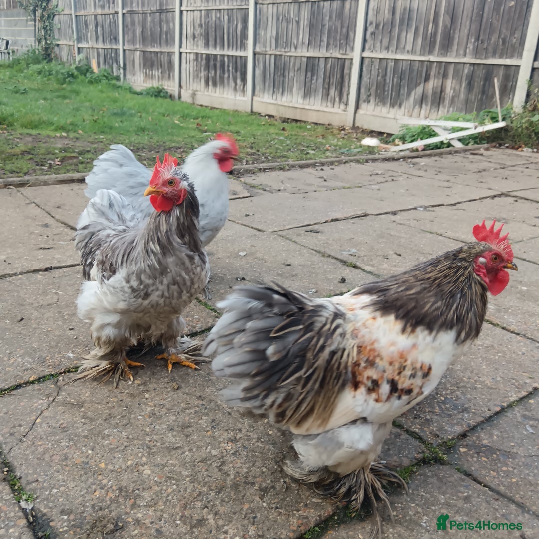 Hens poultry for sale: Chickens for sale - Image 15