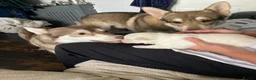 Shepsky dogs for sale: Shepsky puppies  - Advert 16