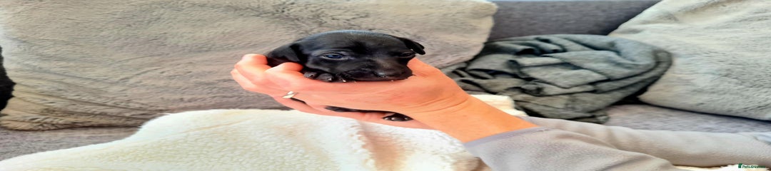 Italian Greyhound Puppy 2