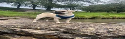 Pug dogs for sale: 3 year old pug  in Bacup - Advert 2