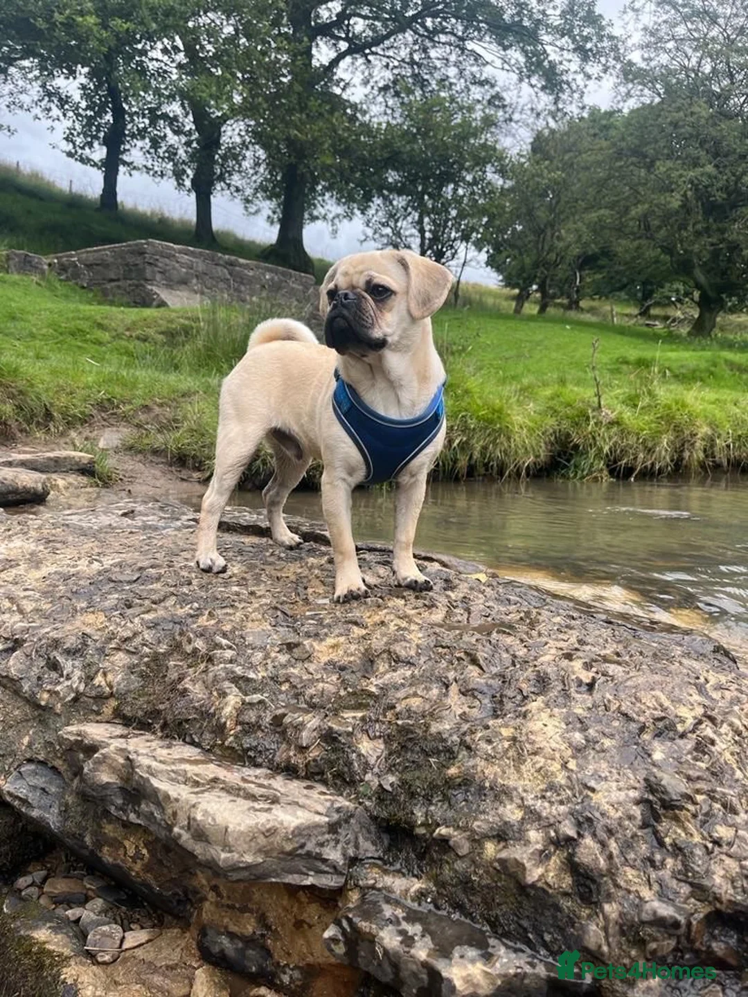 Pug dogs for sale: 3 year old pug  in Bacup - Advert 2