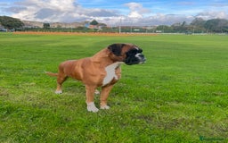 Boxer dogs for sale: KC Reg Female Ready for her new home - Image 2