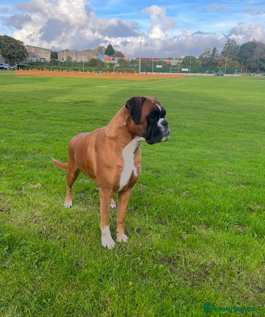 Boxer dogs for sale: KC Reg Female Ready for her new home - Image 2